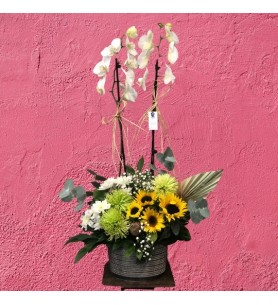 White Orchid w/ Sunflower & Daisy