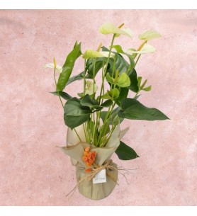 White Antorium