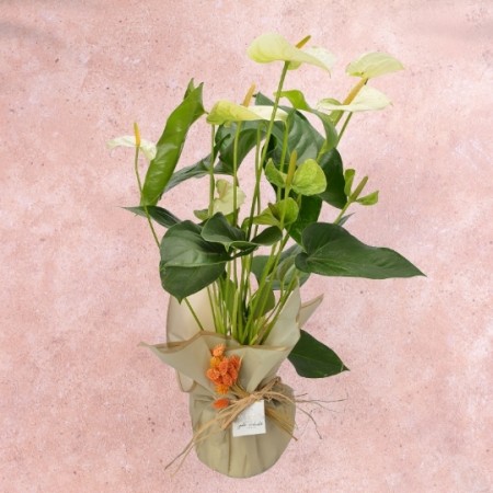 White Antorium