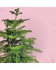 Araucaria Plant