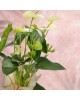 White Antorium