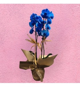 Blue Orchid