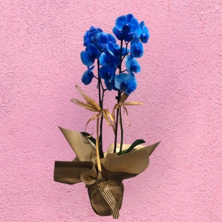 Blue Orchid