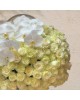 Box of 101 White Roses &amp; Orchids