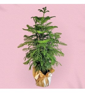 Araucaria Plant