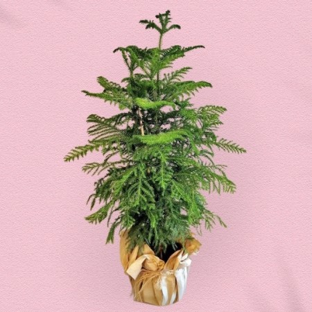 Araucaria Plant